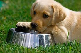 In this article, i will go through the reasons why your puppy isn't drinking, how much he should be drinking and how you can help him drink more. How Much Water Should My Dog Drink