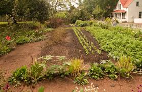 vegetable garden success essential