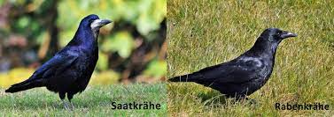 Mesmerizing in its cryptic, esoteric pursuit of black metal purity, saatkrähe is one of my absolute favorite projects of its kind. Wangerland Birding Saatkrahe