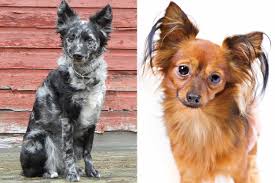 mudi and russian toy dog breeds
