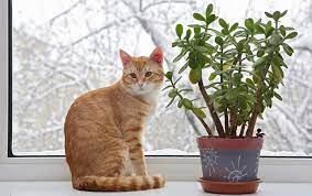 Are Jade Plants Toxic To Cats And Dogs