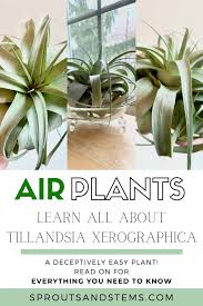 Are air plants poisonous to cats. Tillandsia Xerographica A Tillandsia Care Guide Sprouts And Stems