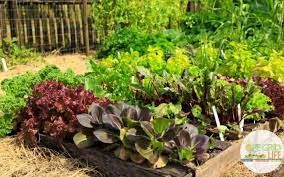 7 free garden planners for beginner