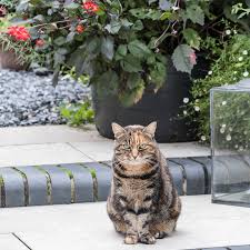 how to stop cats ing in garden in