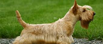 Scottish Terrier Puppies For Sale Scottie Puppies