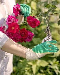 Pink Roses Gardening Flower Care