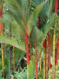 lg red lipstick palm tree