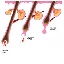 what are damaged hair follicles plus