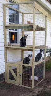 Cat Enclosure Diy Cat Enclosure Cat