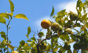 Pixie Mandarin Citrus Trees