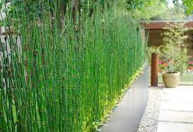 Equisetum Hyemale Miniature Bamboo