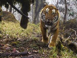 Continental Tiger Species Wwf