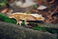 Image result for Bicolor crested gecko DESCRIPTION