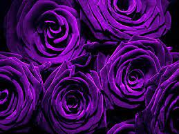 purple flowers roses purple bunch