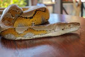Demikian penjelasan yang bisa kami sampaikan mengenai bagaimana cara mencegah ular masuk rumah yang bisa anda terapkan. Ular Masuk Rumah Ini 10 Tips Pencegahan Anda Boleh Cuba Propertyguru Malaysia