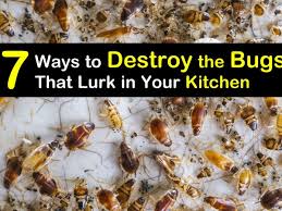 bugs that lurk in your kitchen