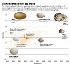 Cracking The Egg Mystery What Makes Eggs Round Or Pointy