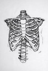 Use a wavy line to enclose the elongated shape of the body of the sternum. Linocuts Anatomy Art Human Anatomy Art Rib Cage Drawing