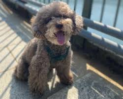 6 best poodle rescues in ohio 2023