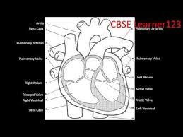 Heart Diagram Label Youtube