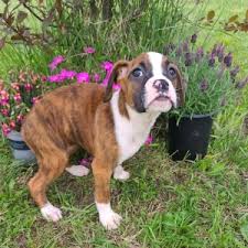 Sandie dietz is from new jersey and breeds boxers. Brindle Boxer Puppies For Sale Near Me Cheap Boxer Usa Canada Eu Au