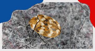 what draws carpet beetles into your