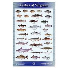 Virginia Freshwater Fish Identification Related Keywords