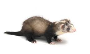 Ultimate List Of All Ferret Breeds Coops Cages Coops And