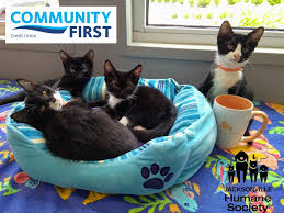 Watch live the cat cafe in the city of san diego, in the u.s. Jacksonville Humane Society Pop Up Cat Cafe Supported By Community First Credit Union