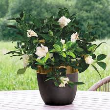 Gardenia Bush Veitchii Live Plant 6 Pot