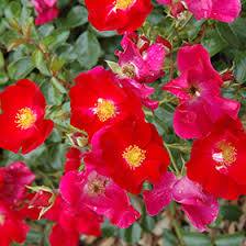 flower carpet red rose rosa flower