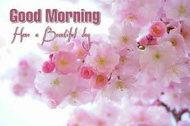 Picture of good morning nice flowers free download for fb & whatsapp friends. 990 Good Morning Images With Flowers Hd Best Collection