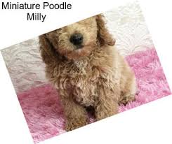 miniature poodle puppies in
