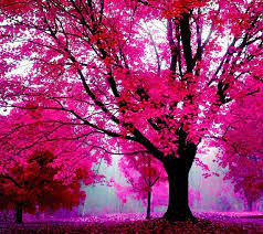 Pink nature, Pink trees, Hd pink wallpapers
