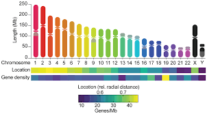 chromosome inequality