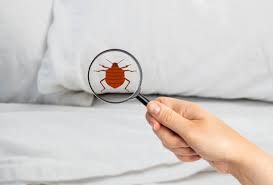 how to get rid of bed bugs safely and