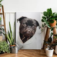 Canvas Prints Pug
