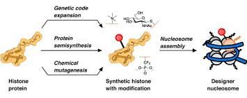 These modifications alter the structure of. Synthetic Post Translational Modification Of Histones Sciencedirect