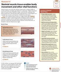 skeletal muscle tissues diagram quizlet