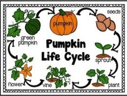 Pumpkin Life Life Cycle And Investigation Kit For Kinder