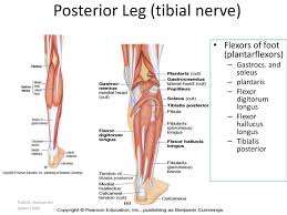 All three of the superficial muscles these heads form the borders of the lower section of the popliteal fossa, an important anatomical landmark for neurovascular structures. Anatomy Of The Lower Limb Ppt Download