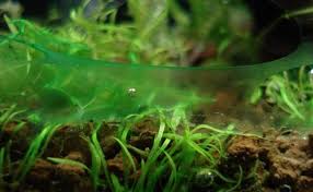 kill blue green algae