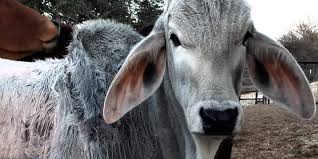 The brahman is an american breed of zebuine beef cattle. About Lambert S Ranch Brahman Cattle For Sale
