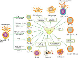 Role Of Different Types Of Immune Cells In Production Of
