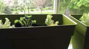 Crops To Grow In A Window Box