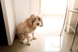 urinary tract infections in dogs