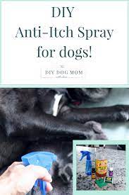 diy anti itch spray for dogs holistic