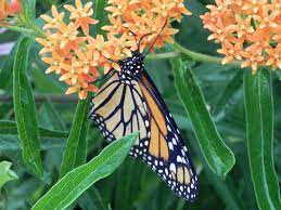 how to grow milkweed to attract monarch
