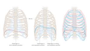 The right kidney and gallbladder are also located under the right rib cage. Chest Wall Amboss