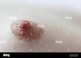 Human female nipple Stock Photo - Alamy